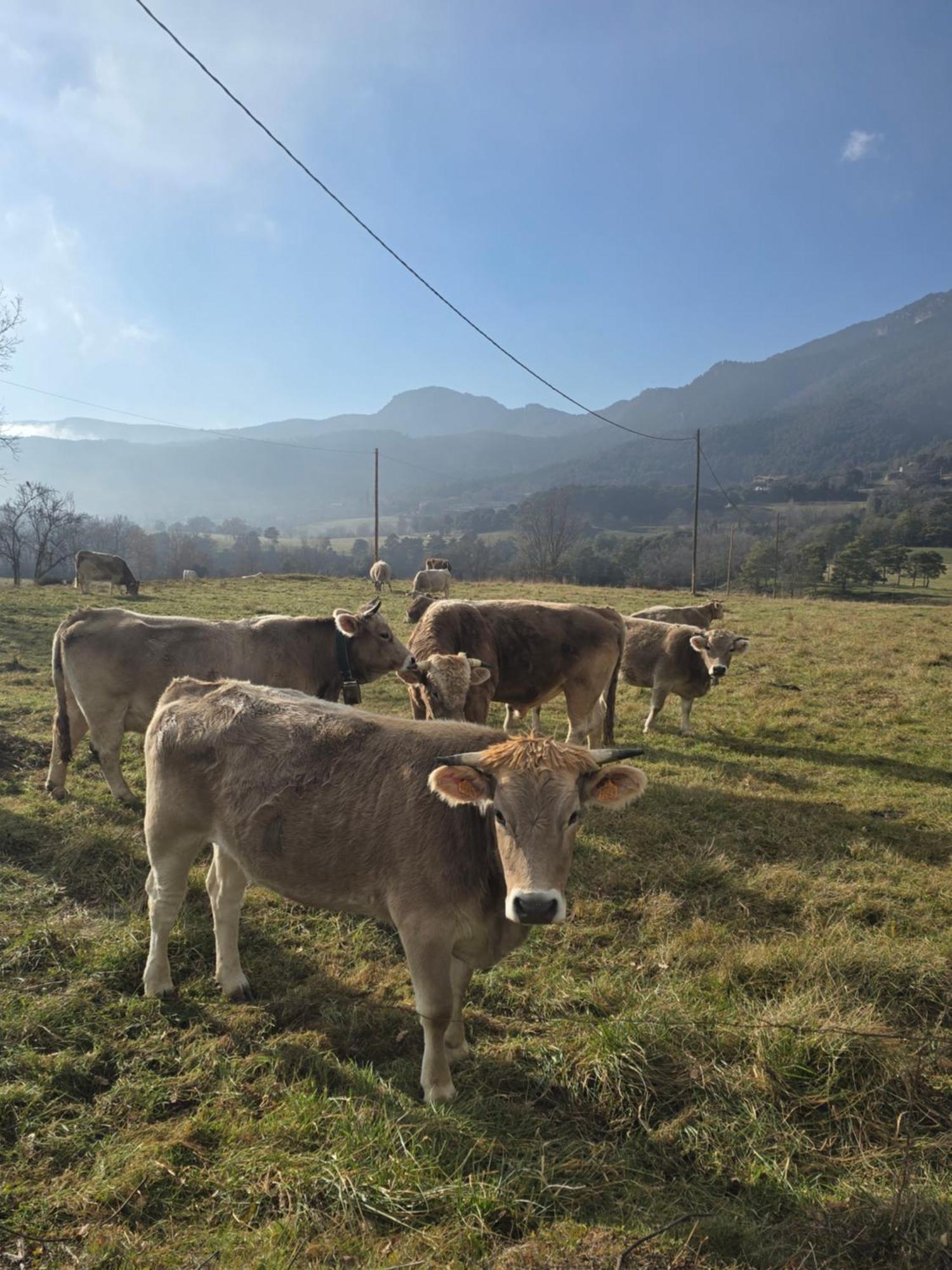 Complex Rural Can Caubet Berga Exterior foto